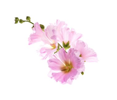 Althaea officinalis