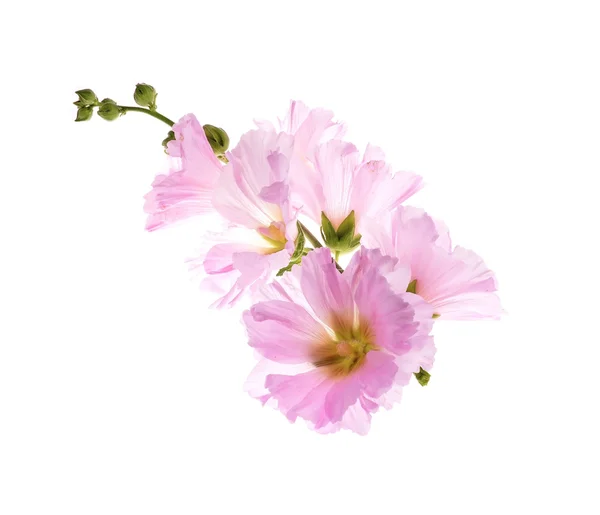 Althaea officinalis — Stok fotoğraf