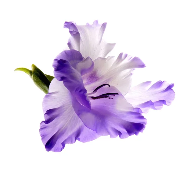 Gladiolenblüten — Stockfoto