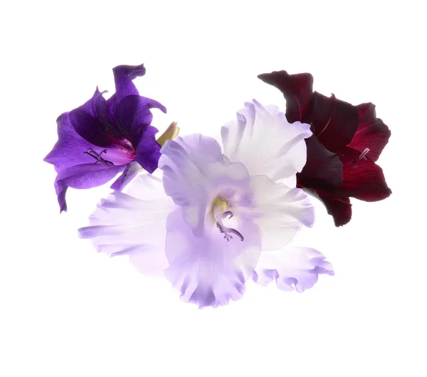 Flores de gladiolo — Foto de Stock