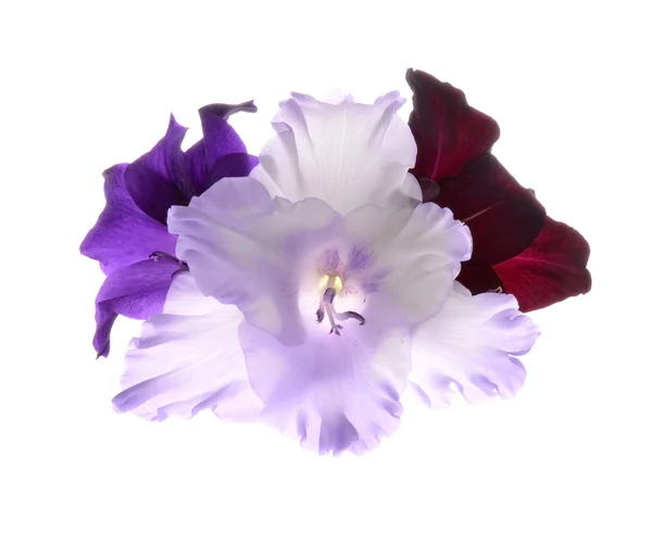 Gladiolus fleurs — Photo