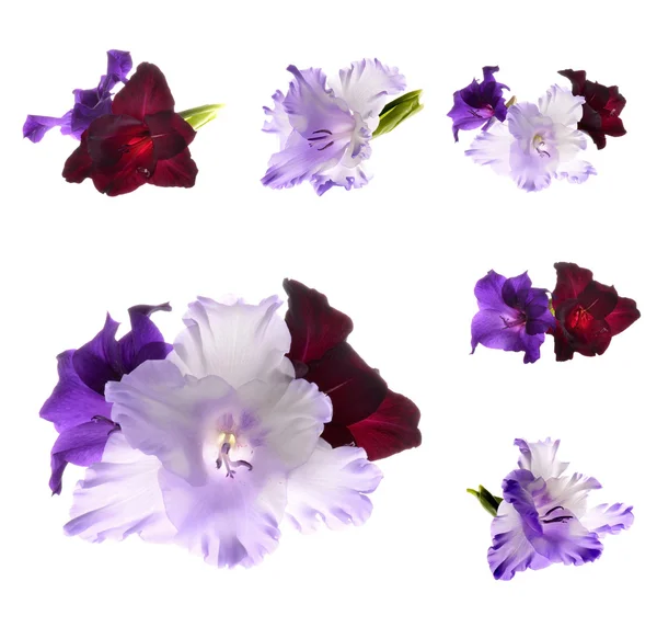 Gladiolus fleurs — Photo