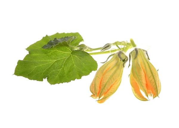 Закрита квітка овочевого мозку і зеленого листя — стокове фото