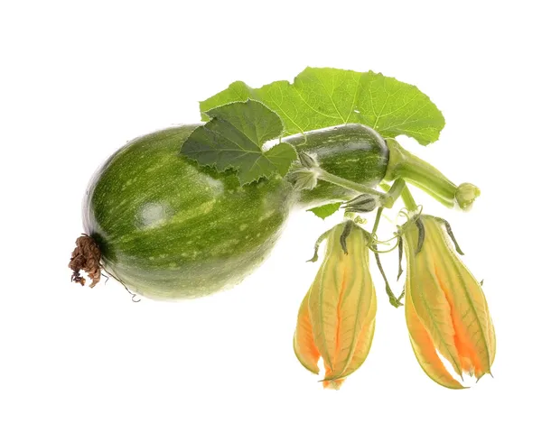 The closed flower of vegetable marrow and green leaves — Stock Photo, Image