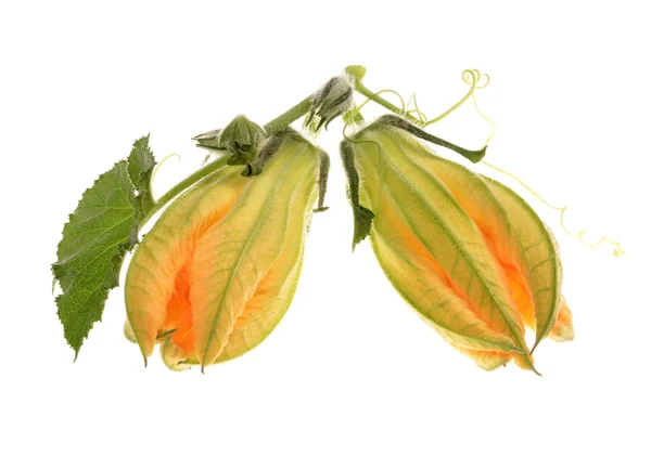 De gesloten bloem van plantaardige beenmerg en groene bladeren — Stockfoto