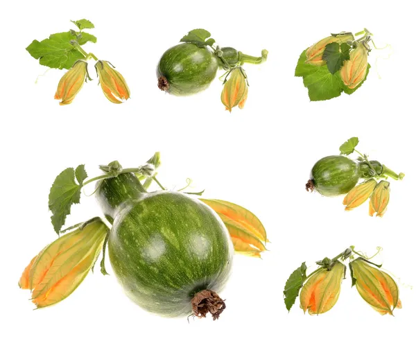 Zucca cruda verde con foglie — Foto Stock