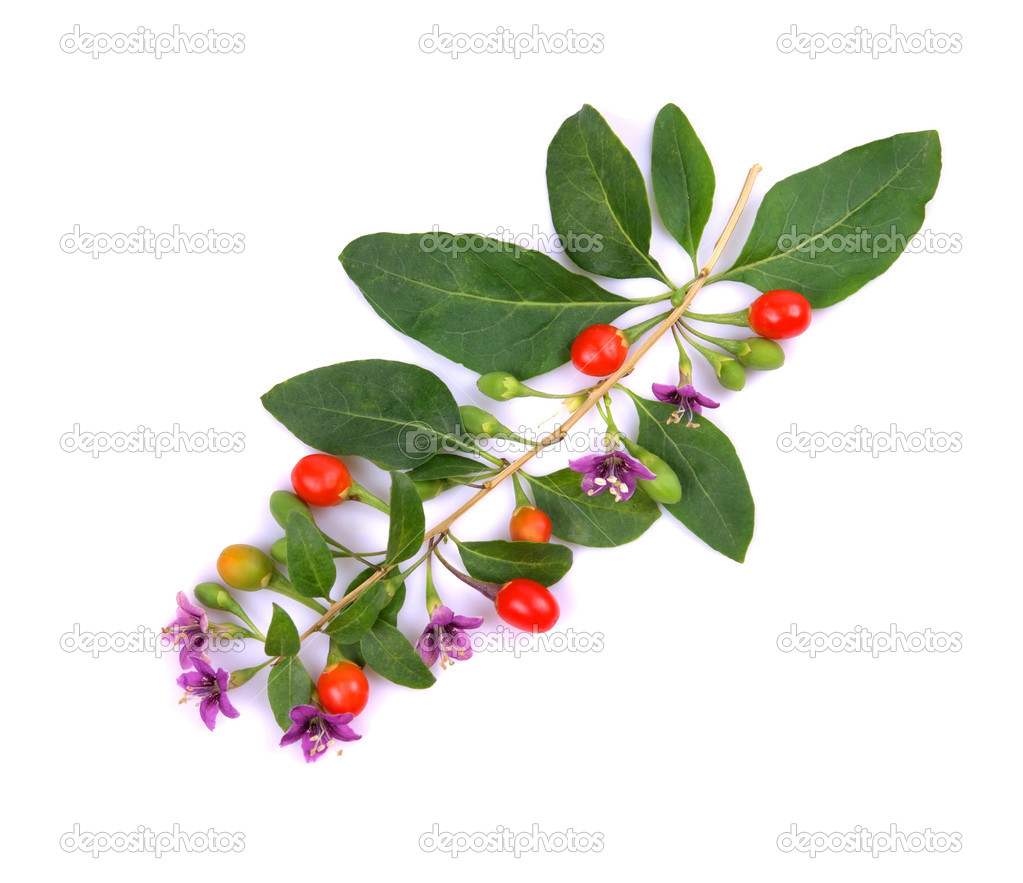 Tibetan Goji berries fruit
