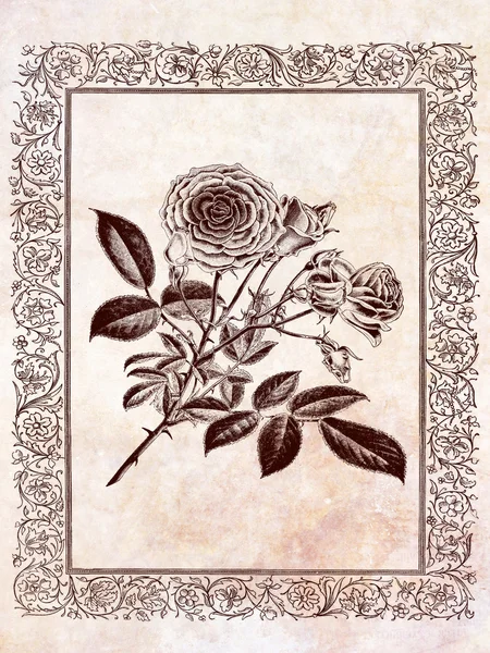 Rosa floreale vintage — Foto Stock