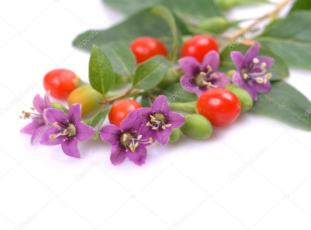 Tibetan Goji berries fruit