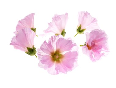 Althaea officinalis