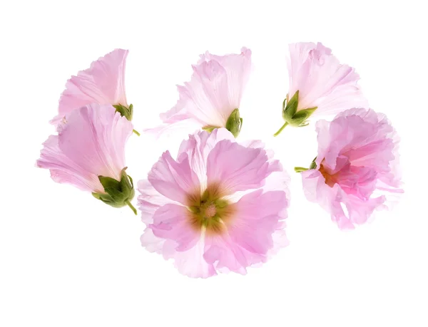 Althaea officinalis — Stok fotoğraf