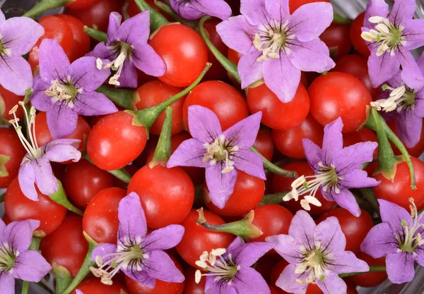 Bacche di Goji tibetane — Foto Stock