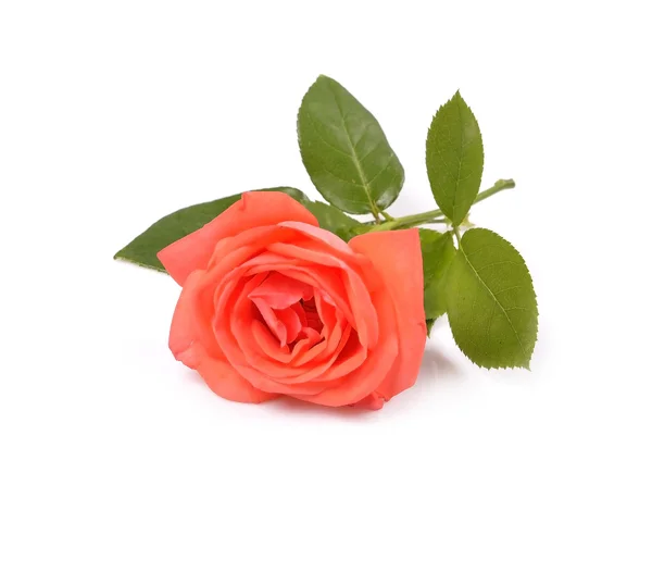 Vacker ros med blad — Stockfoto