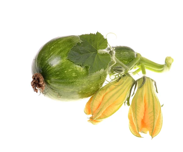 Zucca cruda verde con foglie — Foto Stock