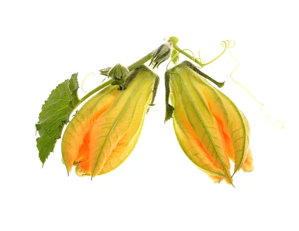 Die geschlossene Blume aus Gemüsemark und grünen Blättern — Stockfoto