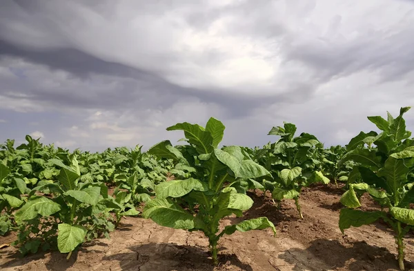 Tobacco plant — Stock Photo, Image