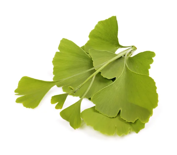 Folhas de outono verde de Ginkgo biloba — Fotografia de Stock