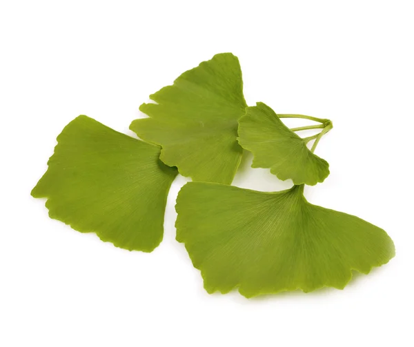 Зеленые осенние листья гинкго билобы — стоковое фото