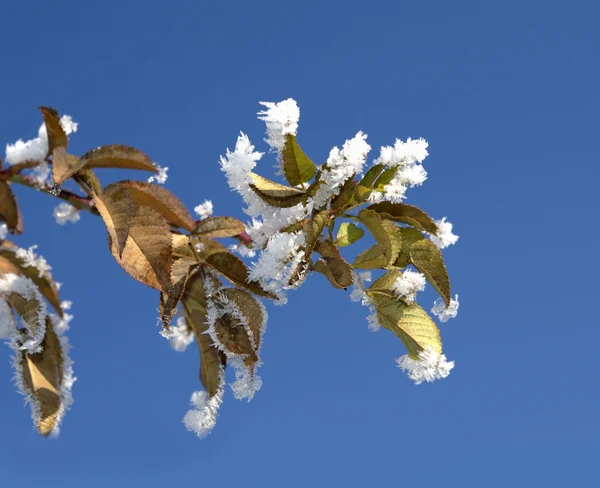 Hoar-frost — Stock Photo, Image
