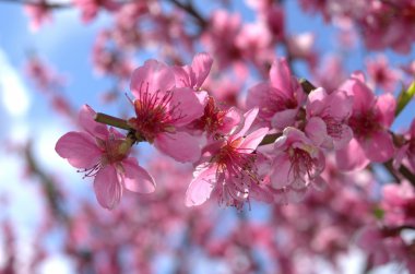 Şeftali ağacı çiçek