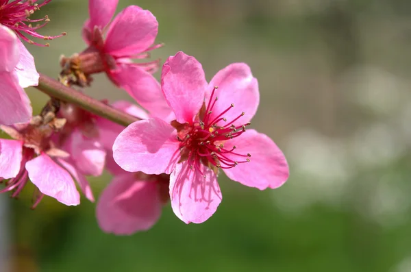 Весной цветущее персиковое дерево с розовыми цветами — стоковое фото