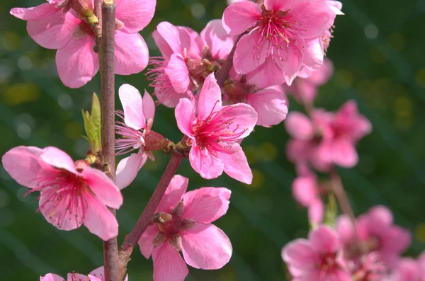 Blühender Pfirsichbaum im Frühling mit rosa Blüten — Stockfoto