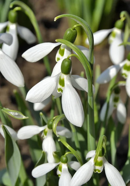 Schneeglöckchen — Stockfoto