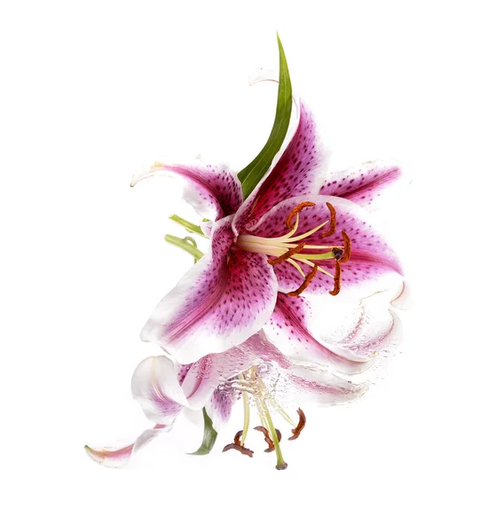Beautiful pink lily, — Stock Photo, Image