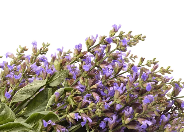 Sclarea de salvia — Foto de Stock