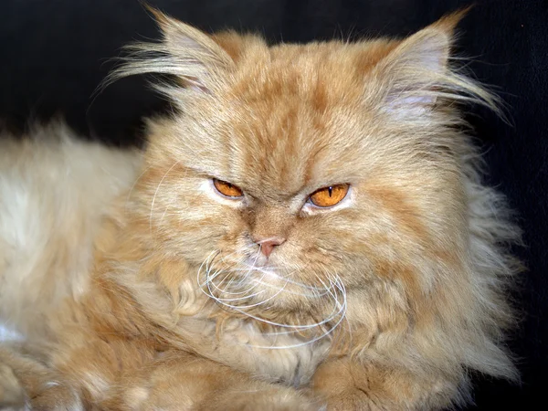 Turuncu Farsça kısa saç kedi — Stok fotoğraf
