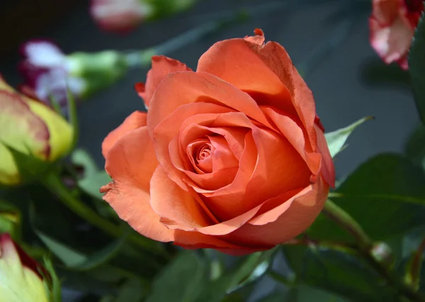 Beautiful pale orange rose — Stock Photo, Image