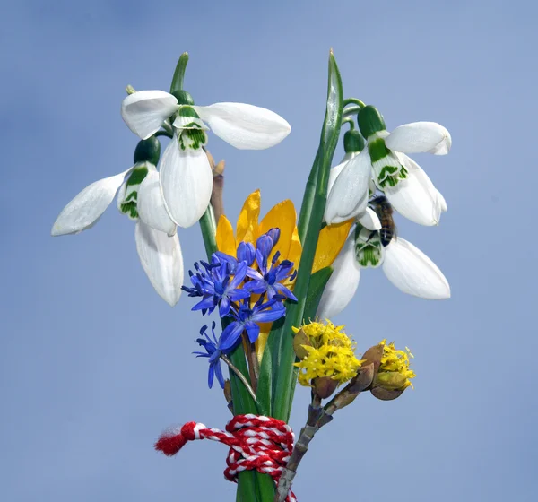 Schneeglöckchen — Stockfoto