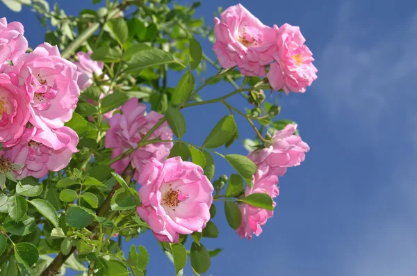 攀登的粉红玫瑰 — 图库照片
