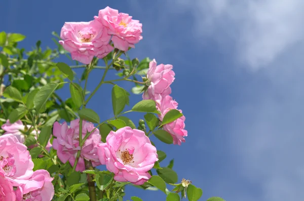 Rózsaszín rózsák, hegymászás — Stock Fotó