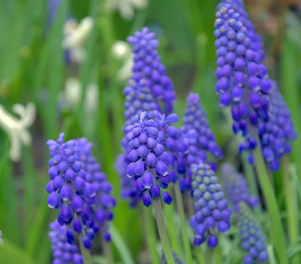 Traubenhyazinthe (muscari armeniacum) im Frühlingsgarten — Stockfoto