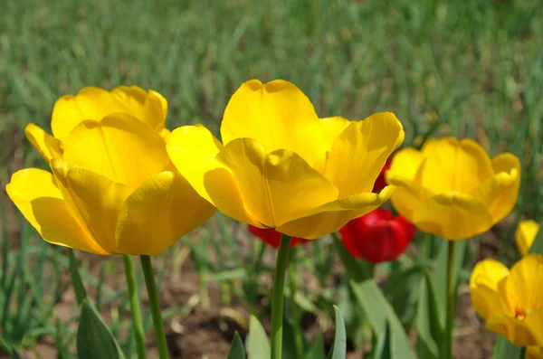 Groupe de tulipes jaunes et rouges sur fond de jardin — Photo