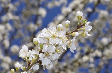 meyve ağacı çiçeği yakın çekim