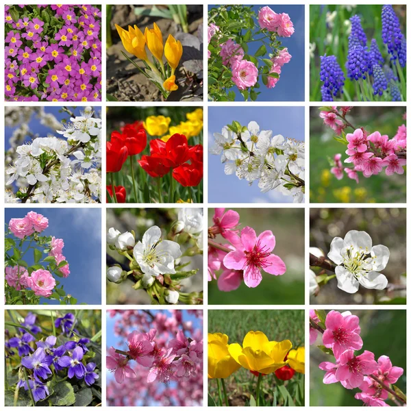 Colagem de belas flores de primavera — Fotografia de Stock