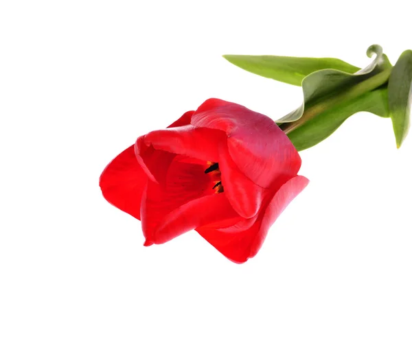 Red tulip — Stock Photo, Image