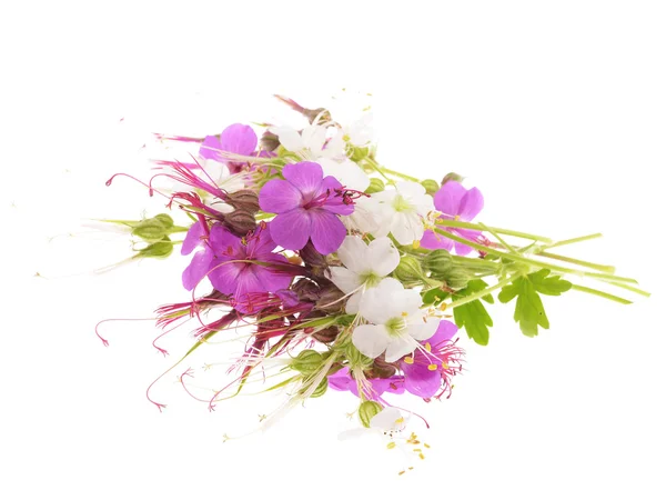 Rotsooievaarsbek blossoms — Stockfoto