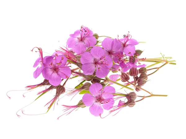 Flores de geranio macrorrhizum —  Fotos de Stock
