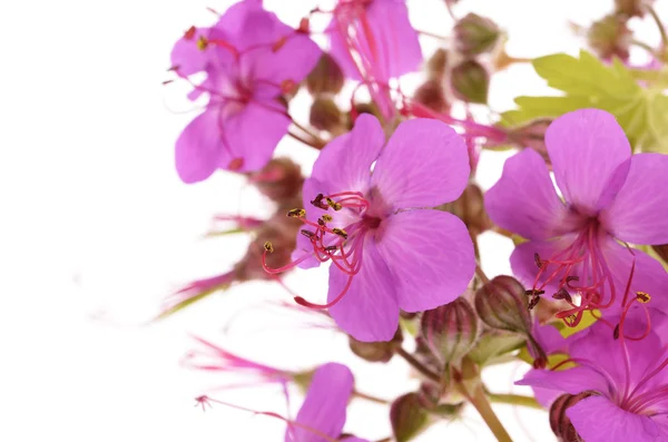 Rotsooievaarsbek blossoms — Stockfoto