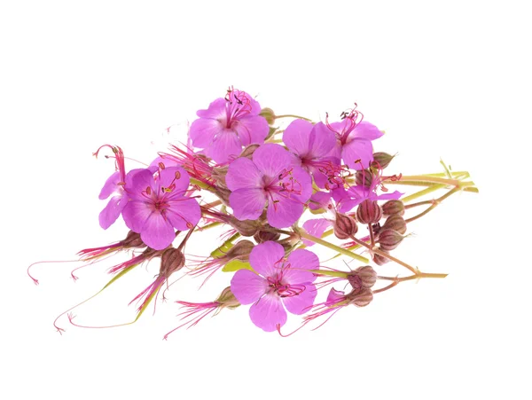 Geranien-Makrorrhizum-Blüten — Stockfoto