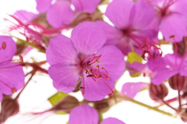 Geranium macrorrhizum květy — Stock fotografie