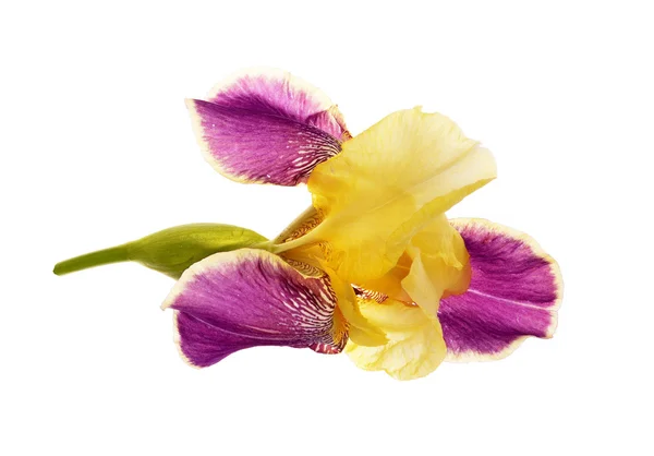 Iris germanica — Stockfoto
