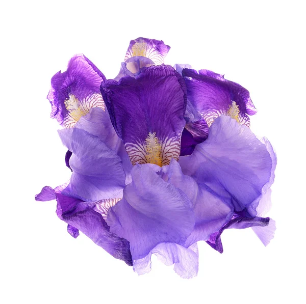 Iris germanica — Photo