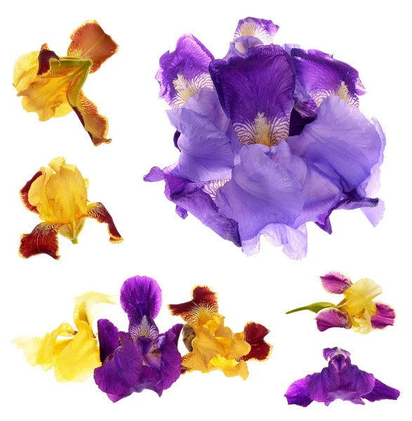 Iris germanica — Foto Stock