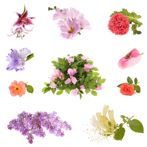 Collage av vackra vårblommor — Stockfoto