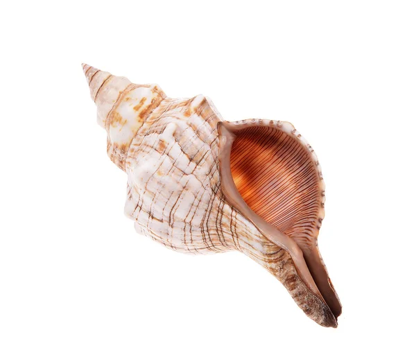 Rapana shell — Stockfoto