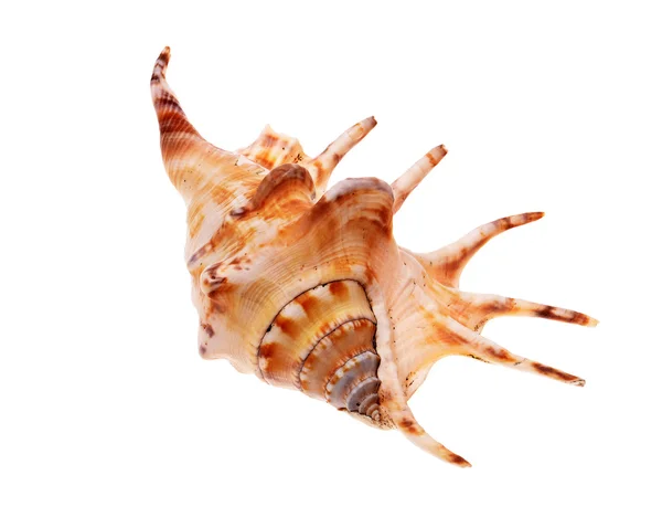 Rapana shell — Stockfoto